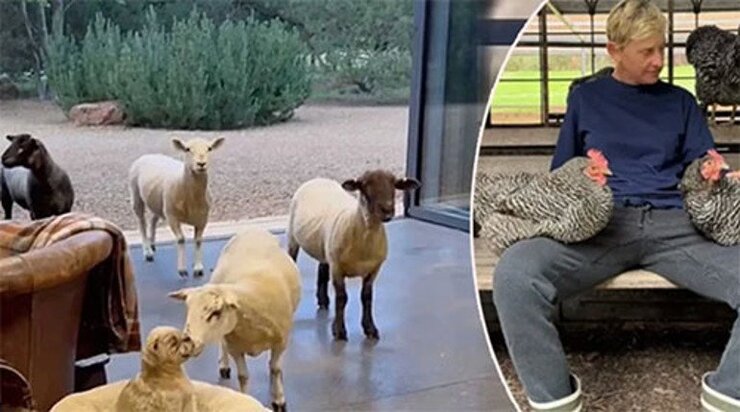 Ellen DeGeneres İngiltere Çiftliğine Ahır Yaptıramadı