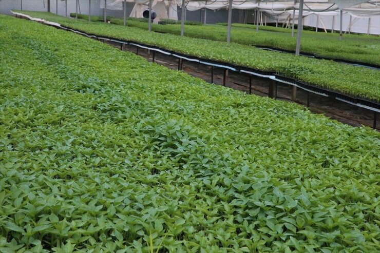 Tokat'ta Emekliler Hobiden Kurucuya Dönüştü Yılda 1,5 Milyon Fide Üretiyor