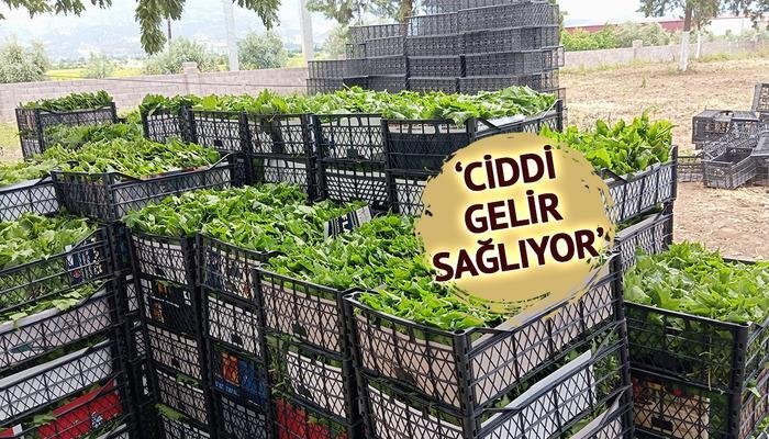 Altın Fiyatları Yükselince İmitasyon Takılara Talep Patladı