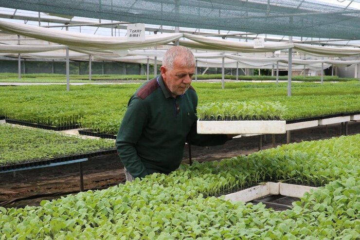 Tokat'ta Emekliler Hobiden Kurucuya Dönüştü Yılda 1,5 Milyon Fide Üretiyor