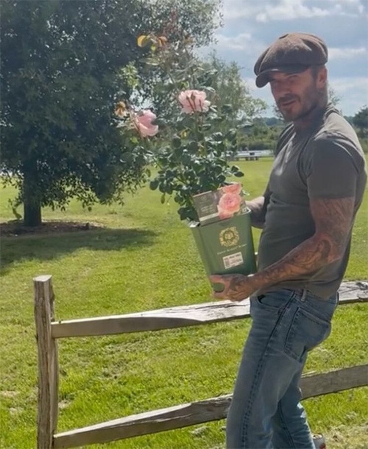 David Beckham Chelsea Çiçek Şovunda Kendi Adını Taşıyan Gülü Tanıttı