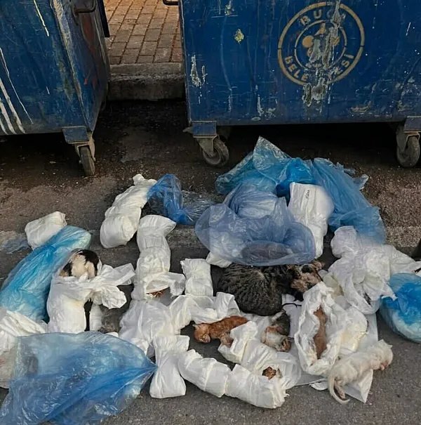 Buca'da 33 Kedi Ölümü Davasında Veteriner Yeniden Gözaltına Alındı