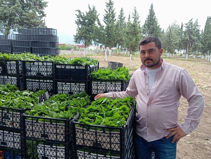 Sarıgöl'de Taze Bağ Yaprağı Sezonu Başladı Kadınlar Kilogramı 90 Liraya Sattı