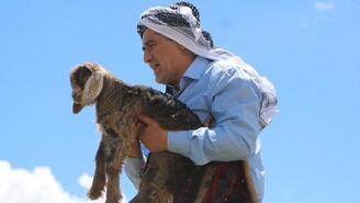 Aydın Aydın Kurban Bayramı'nda Taşlar Arasına Sıkışan Yavru Keçiyi Kurtardı