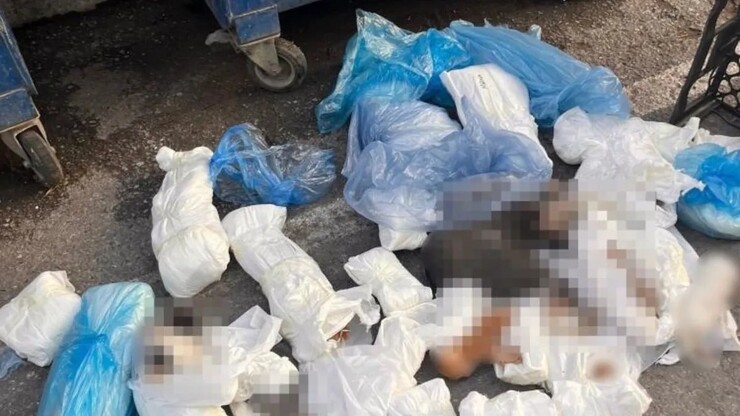 İzmir'in Buca ilçesinde çöp poşetlerinde 33 ölü kedi bulundu. Aralarında yavruların...