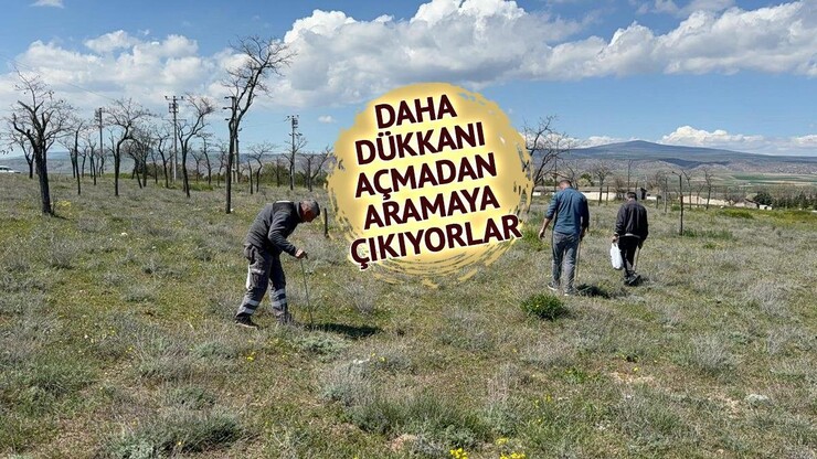 Eskişehir'in kırsal kesimlerinde dolaman mantarı sezonu başladı; trüf türü bu...