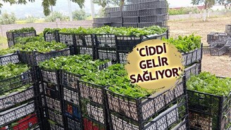 Sarıgöl'de Taze Bağ Yaprağı Sezonu Başladı Kadınlar Kilogramı 90 Liraya Sattı...