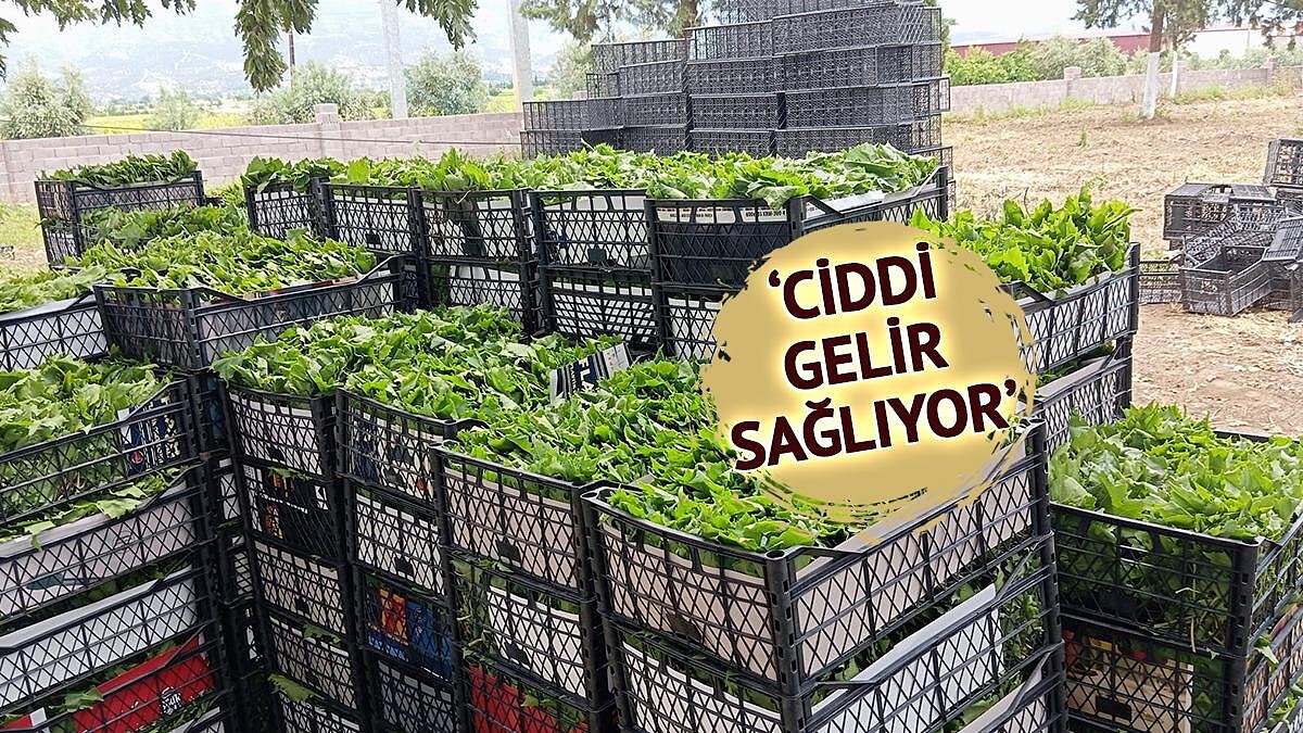 Sarıgöl'de Taze Bağ Yaprağı Sezonu Başladı Kadınlar Kilogramı 90 Liraya Sattı