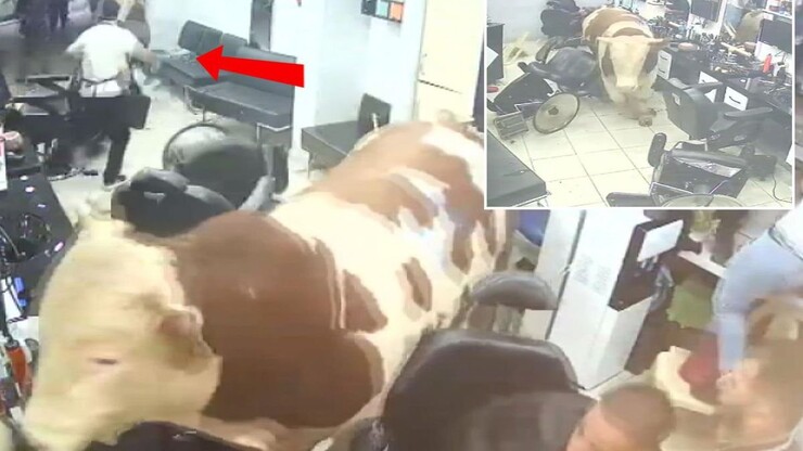 Sultanbeyli'de sahibinin elinden kaçan kurbanlık tosun, bir kuaför salonunun...
