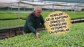 Tokat'ta Emekliler Hobiden Kurucuya Dönüştü Yılda 1,5 Milyon Fide Üretiyor