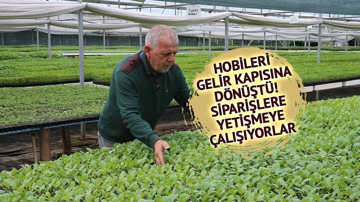 Tokat'ta Emekliler Hobiden Kurucuya Dönüştü Yılda 1,5 Milyon Fide Üretiyor