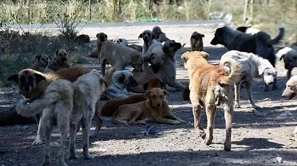İstanbul Valisi Gül: Sokaklardaki Köpekler İçin Çözüm Kısırlaştırma