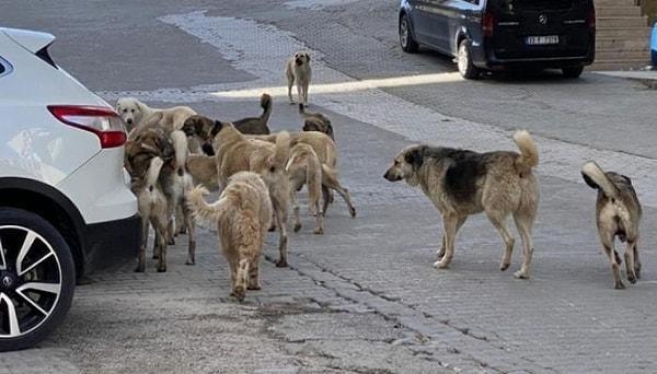 İstanbul Valisi Gül: Sokaklardaki Köpekler İçin Çözüm Kısırlaştırma