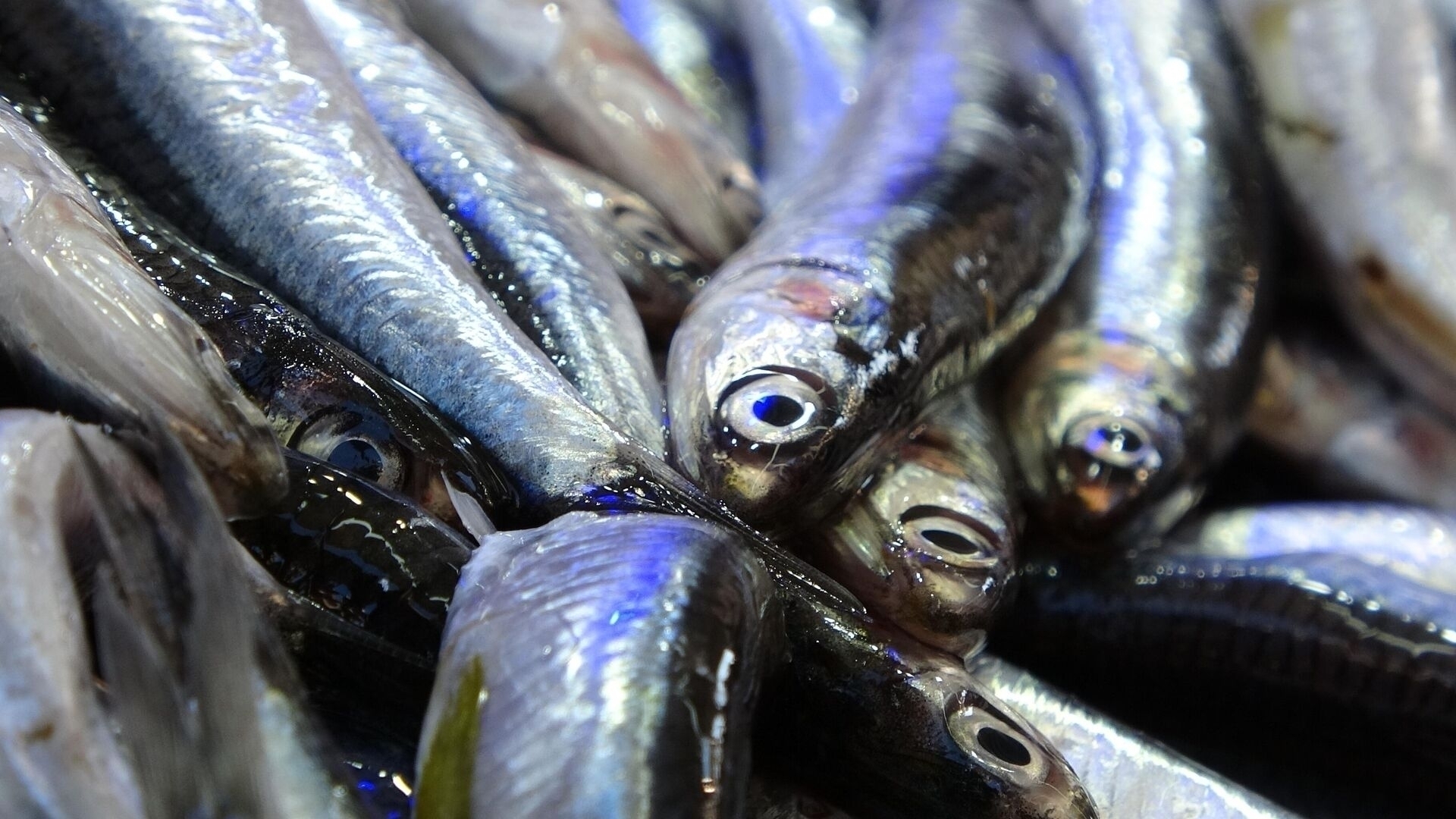 Hamsi Gazı Nedir, Neden Olur? Balıkçıları Öldüren Tehlike!